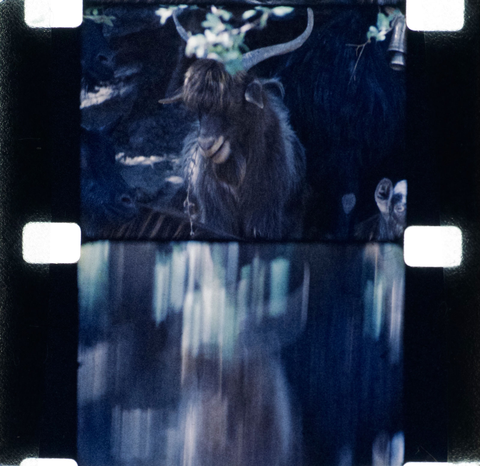 http://anthologyfilmarchives.org/uploads/Wingseed-1.jpeg
